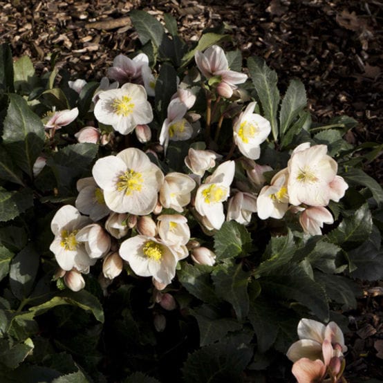 'Shooting Star®' Snow Rose | Hellebore Gold Collection® - Image 2