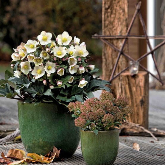'Shooting Star®' Snow Rose | Hellebore Gold Collection® - Image 3