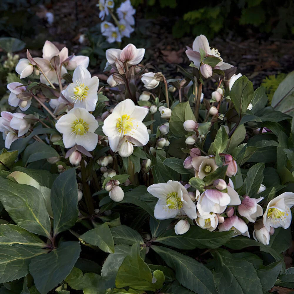 'Snow Dance®' Snow Rose | Hellebore Gold Collection®