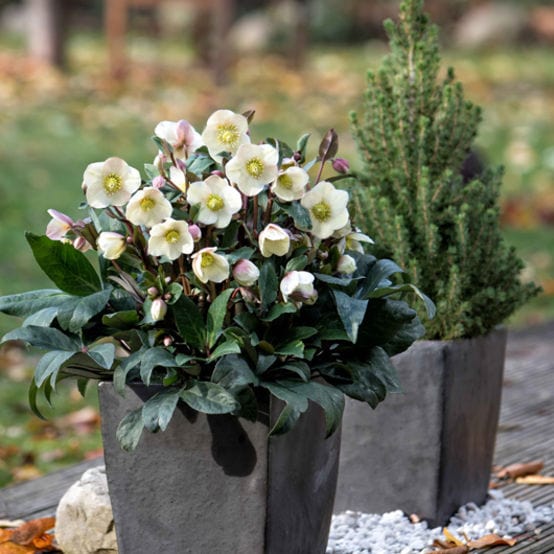 'Snow Dance®' Snow Rose | Hellebore Gold Collection® - Image 2