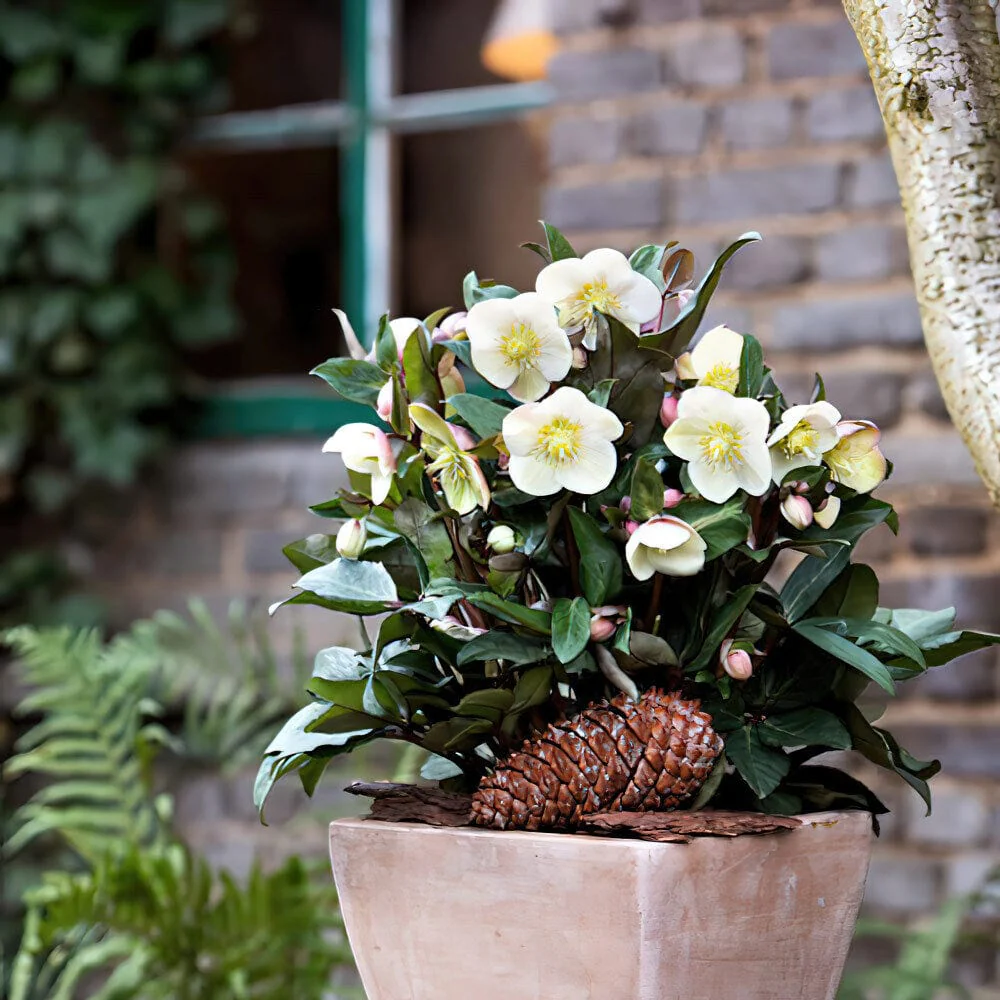 'Snow Dance®' Snow Rose | Hellebore Gold Collection® - Image 3