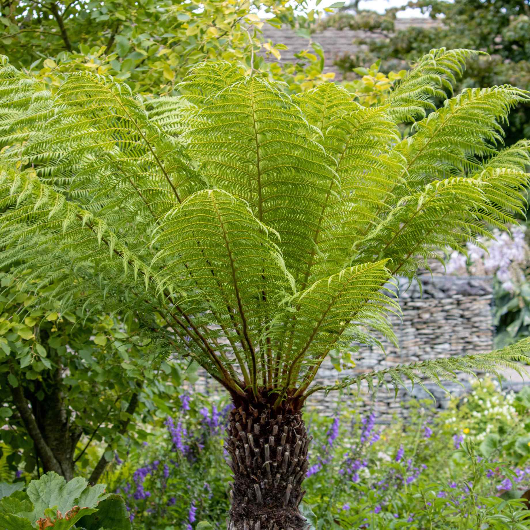Hardy Tree Fern | Dicksonia antarctica - Image 2