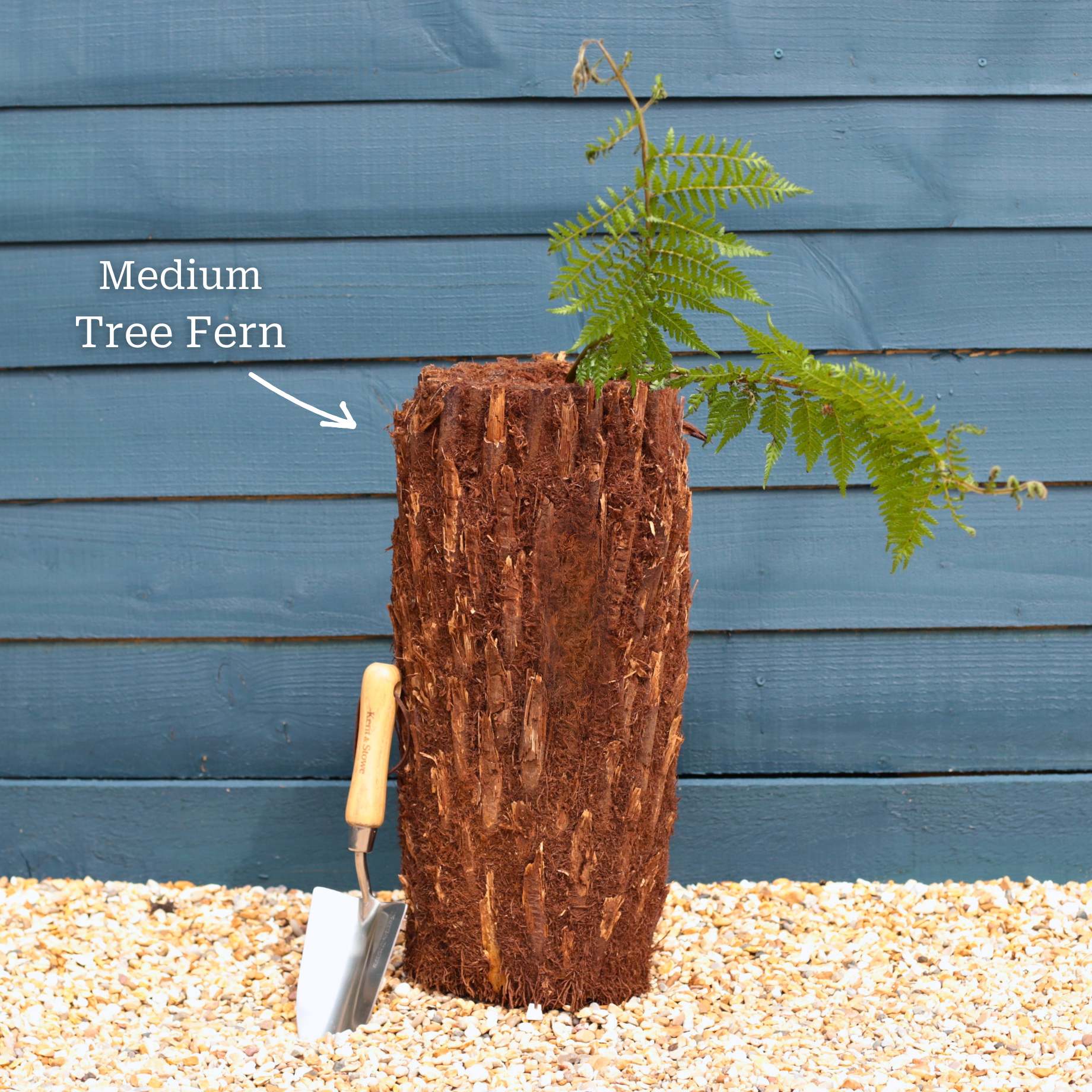 Hardy Tree Fern | Dicksonia antarctica - Image 6