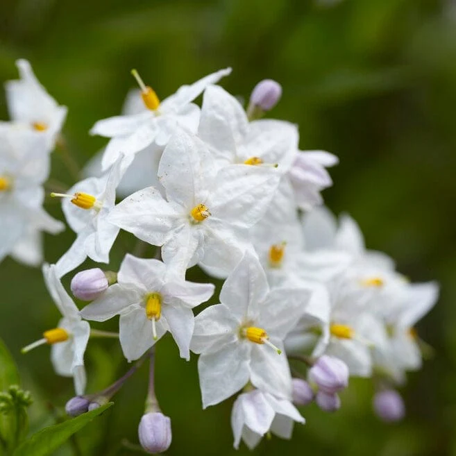 White Potato Vine | Solanum jasminoides 'Album Variegatum'