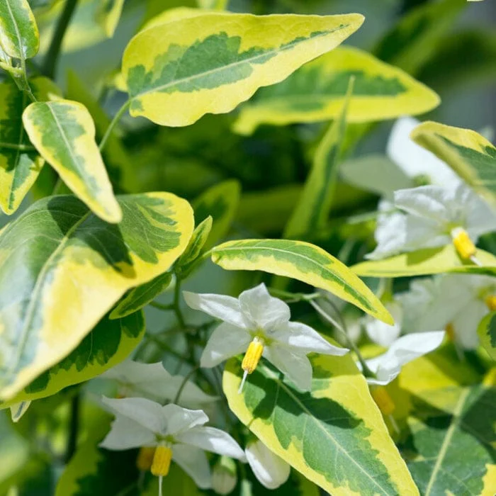 White Potato Vine | Solanum jasminoides 'Album Variegatum' - Image 2