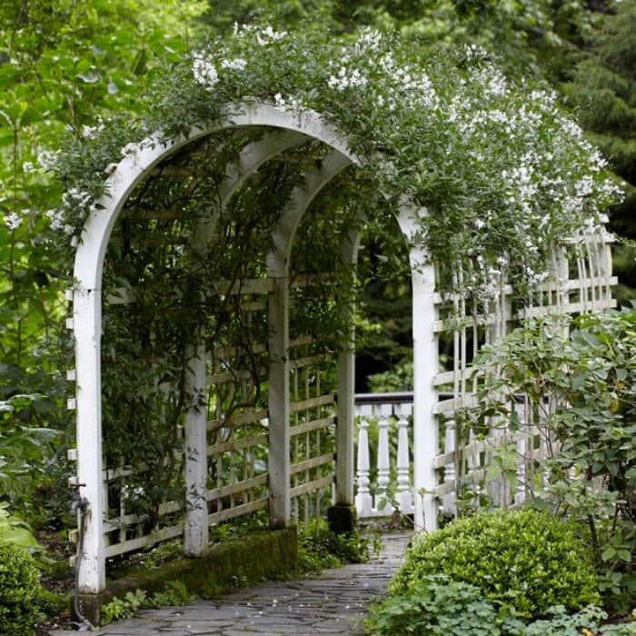 White Potato Vine | Solanum jasminoides 'Album Variegatum' - Image 3