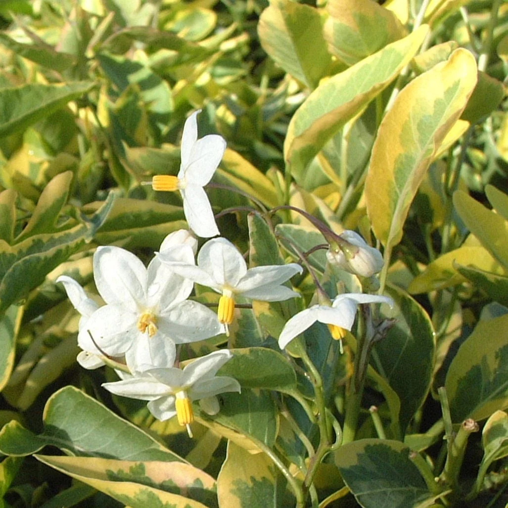 White Potato Vine | Solanum jasminoides 'Album Variegatum' - Image 4