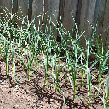 Garlic Plants - Image 2