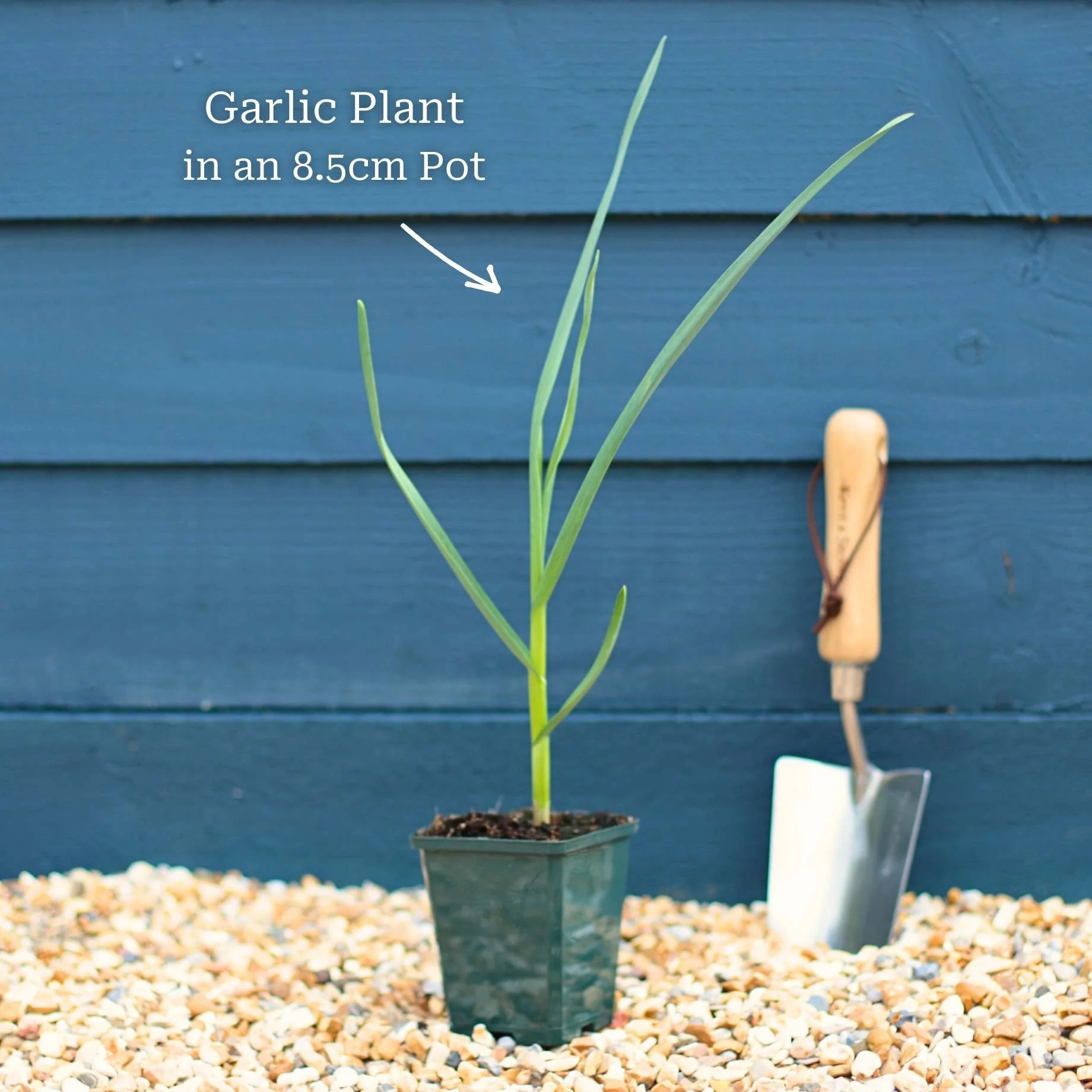 Garlic Plants - Image 3