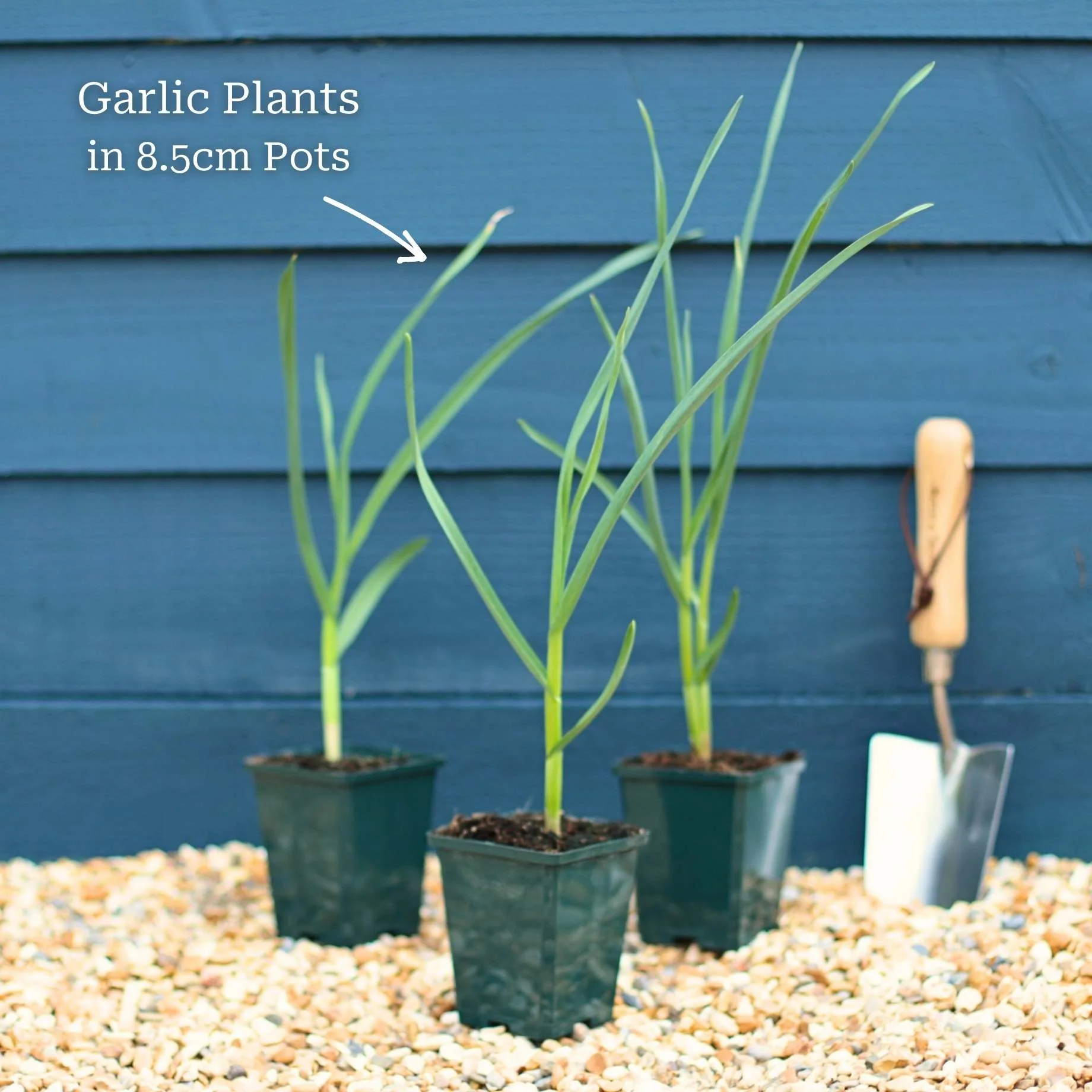 Garlic Plants - Image 4