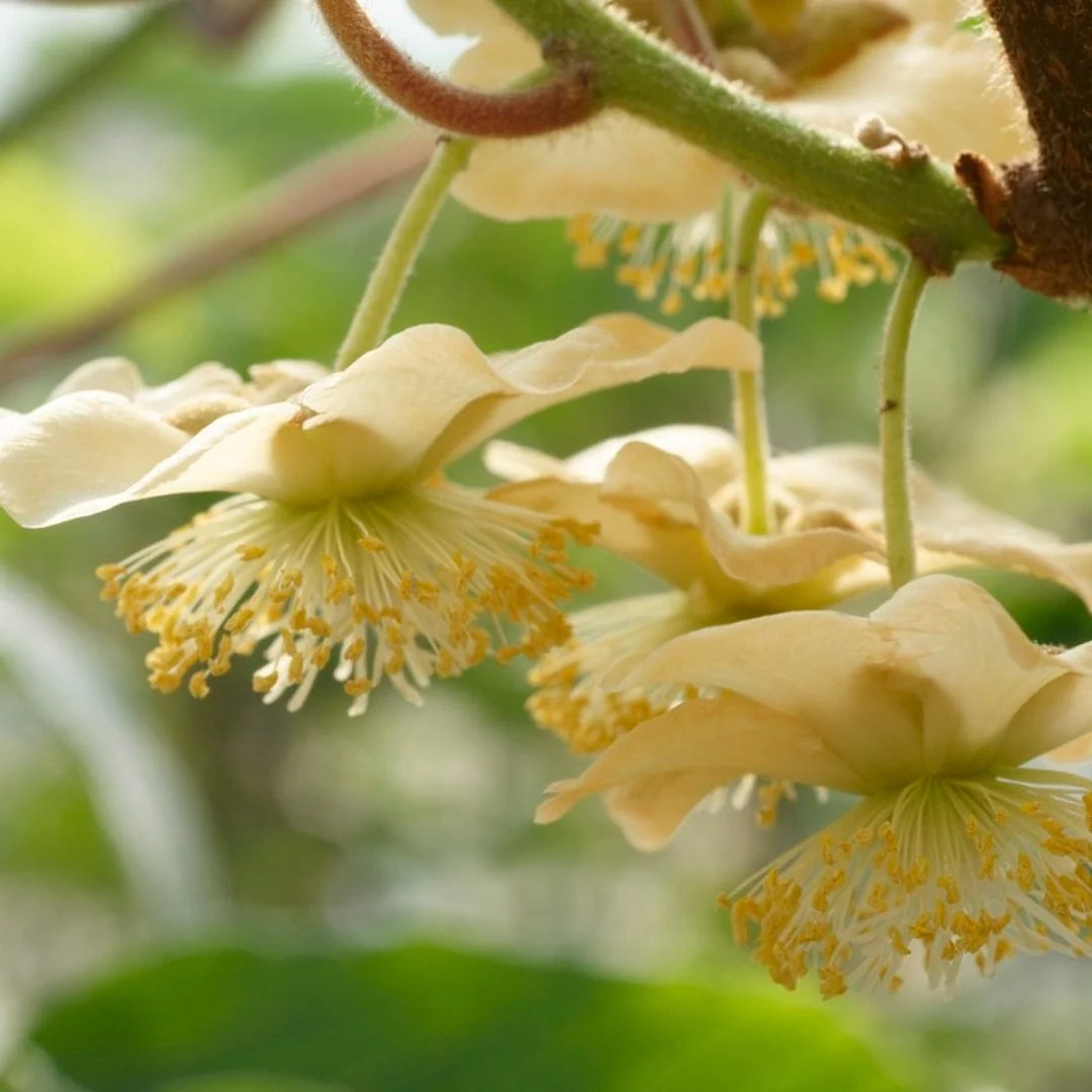 'Solo' Kiwi Plant - Image 4
