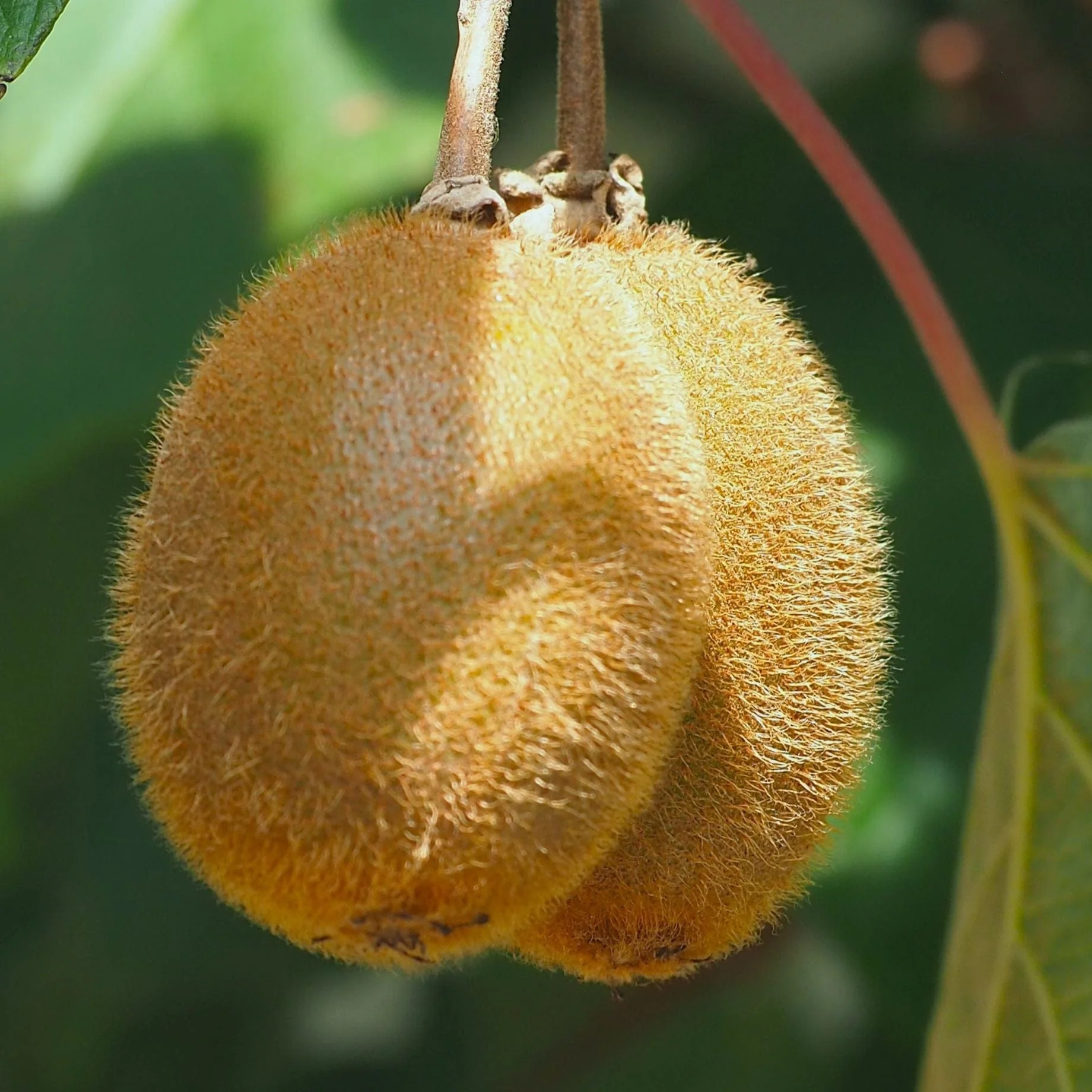 'Solo' Kiwi Plant - Image 5