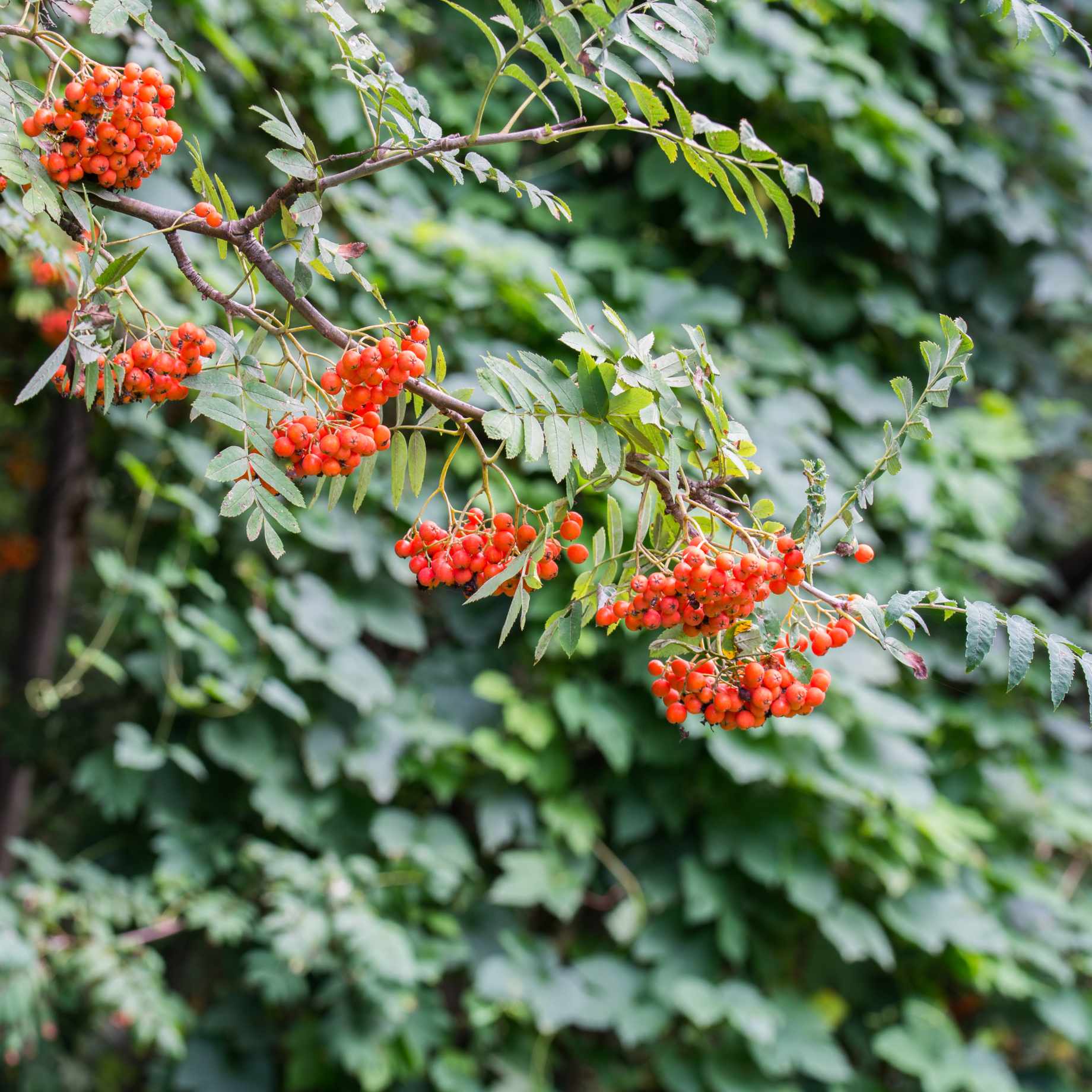 Mountain Ash Rowan Tree | Sorbus aucuparia 'Aspleniifolia' - Image 2