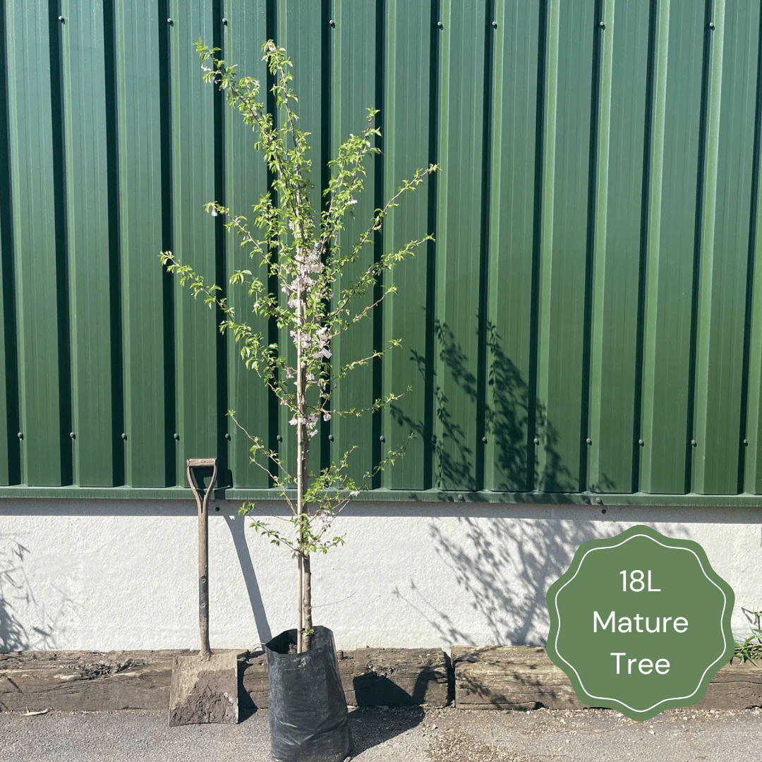 Mountain Ash Rowan Tree | Sorbus aucuparia 'Aspleniifolia' - Image 3