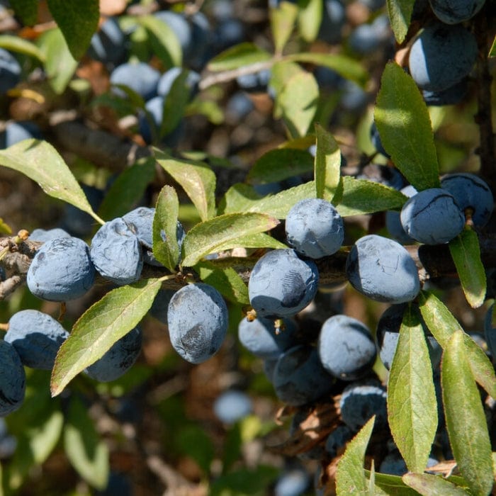 'Southampton Selection' Sloe Tree - Image 2