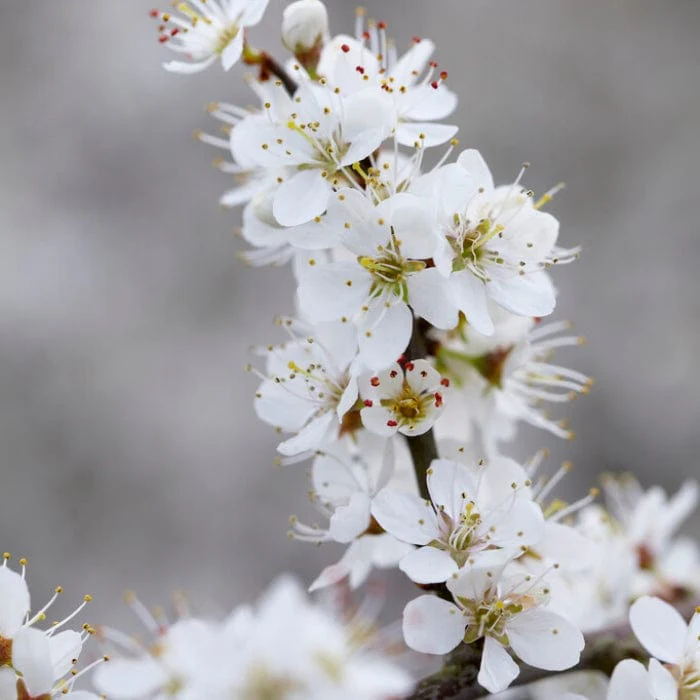 'Southampton Selection' Sloe Tree - Image 3