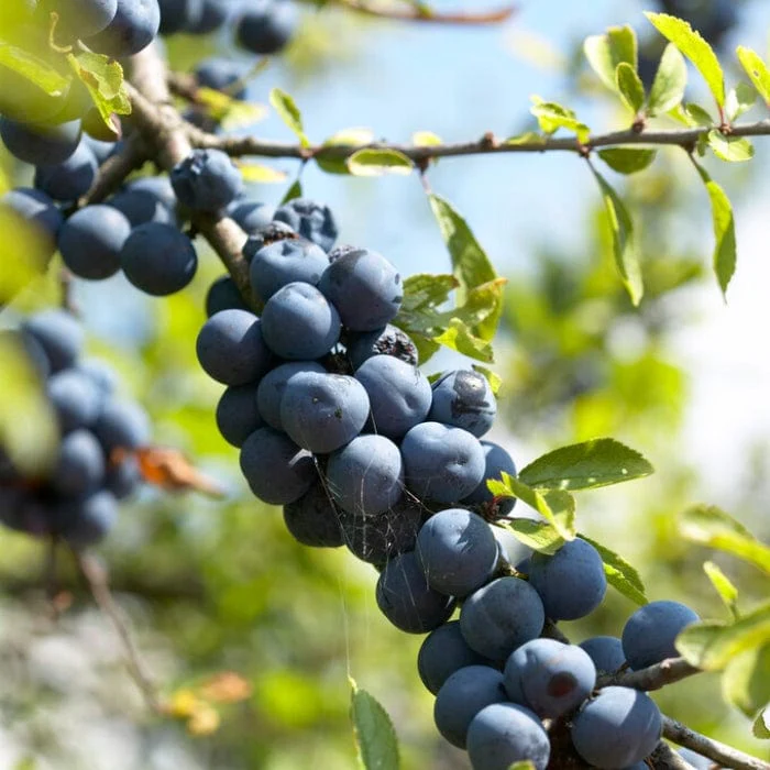 'Southampton Selection' Sloe Tree - Image 4
