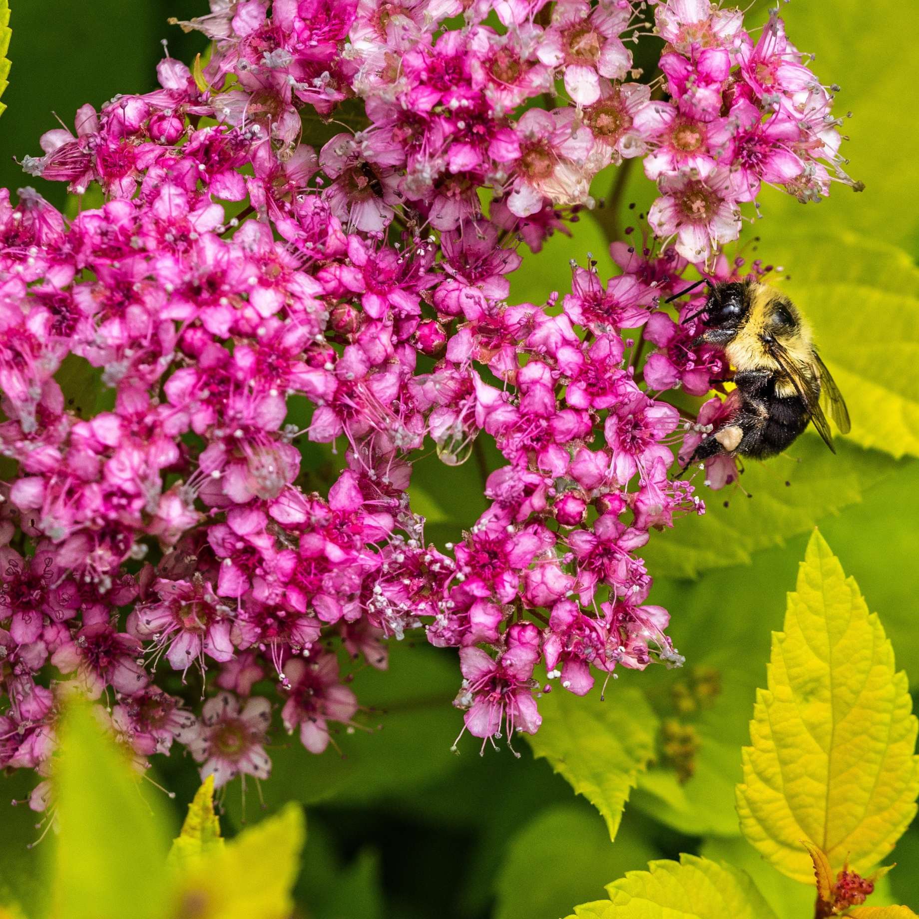 Spiraea japonica 'Little Princess'