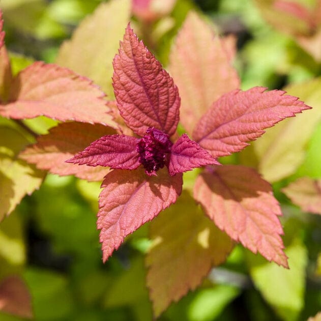 Spiraea japonica 'Magic Carpet' - Image 3