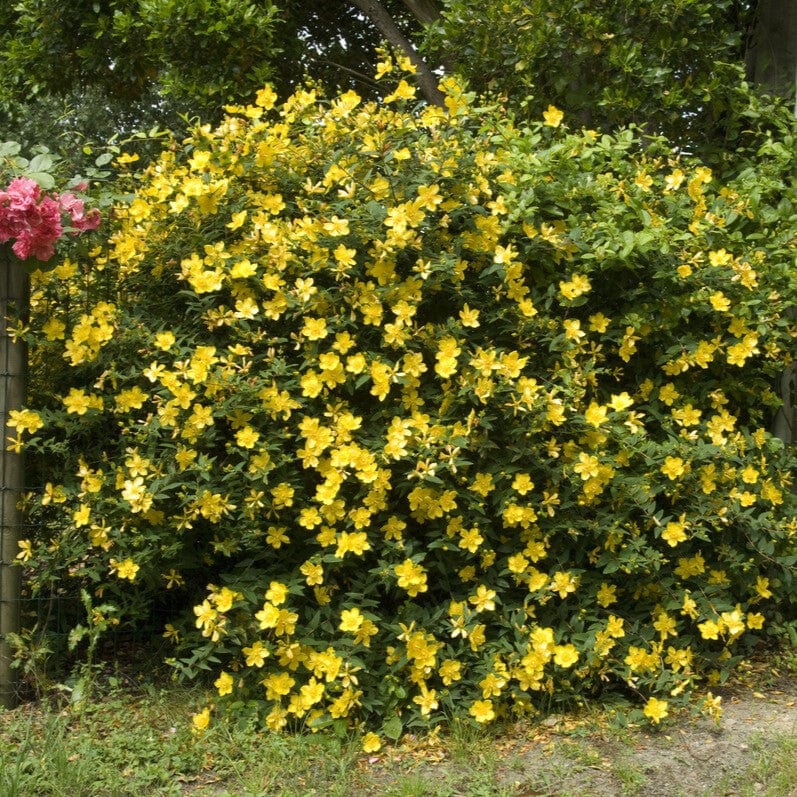 St John's Wort | Hypericum 'Hidcote'