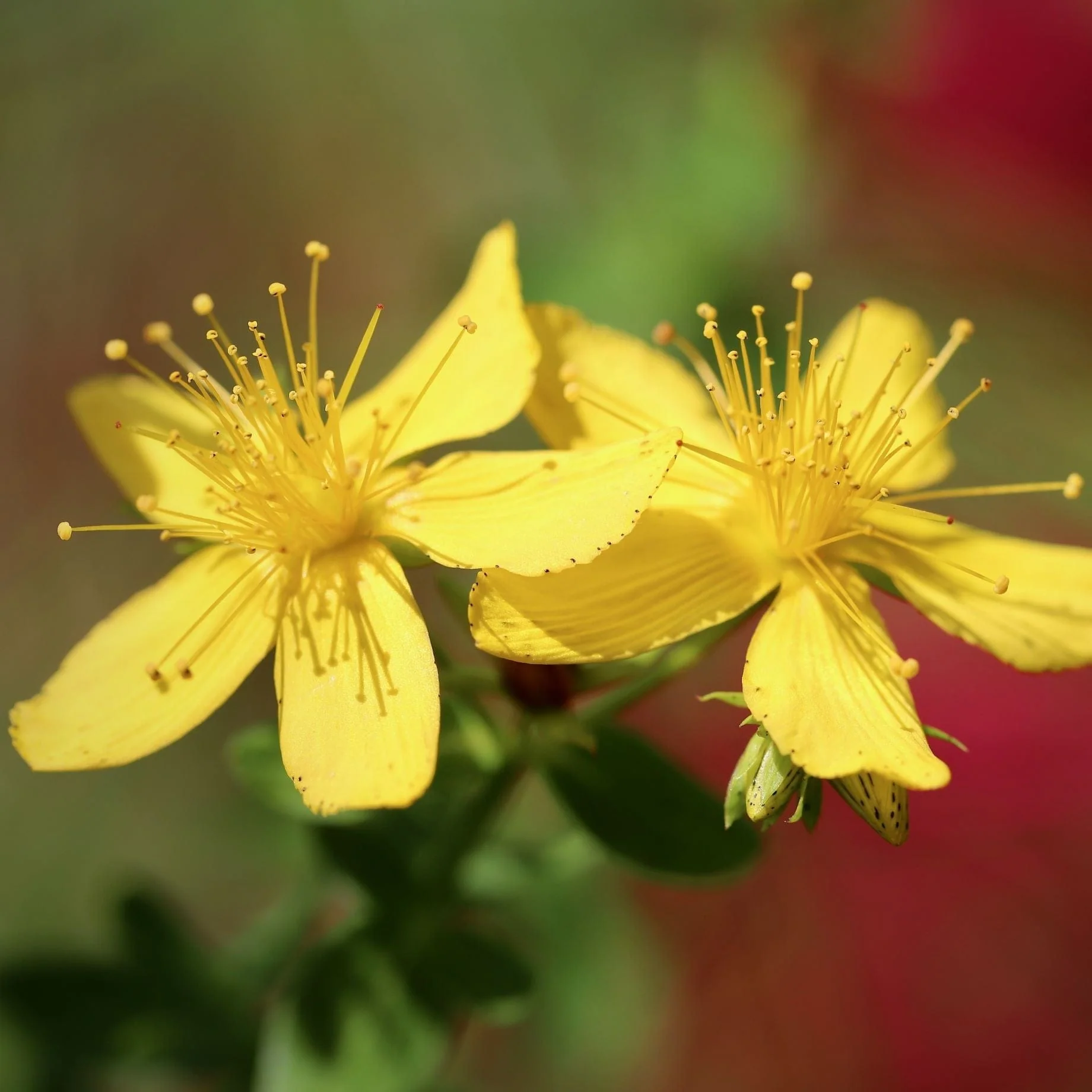 St John's Wort | Hypericum 'Hidcote' - Image 2
