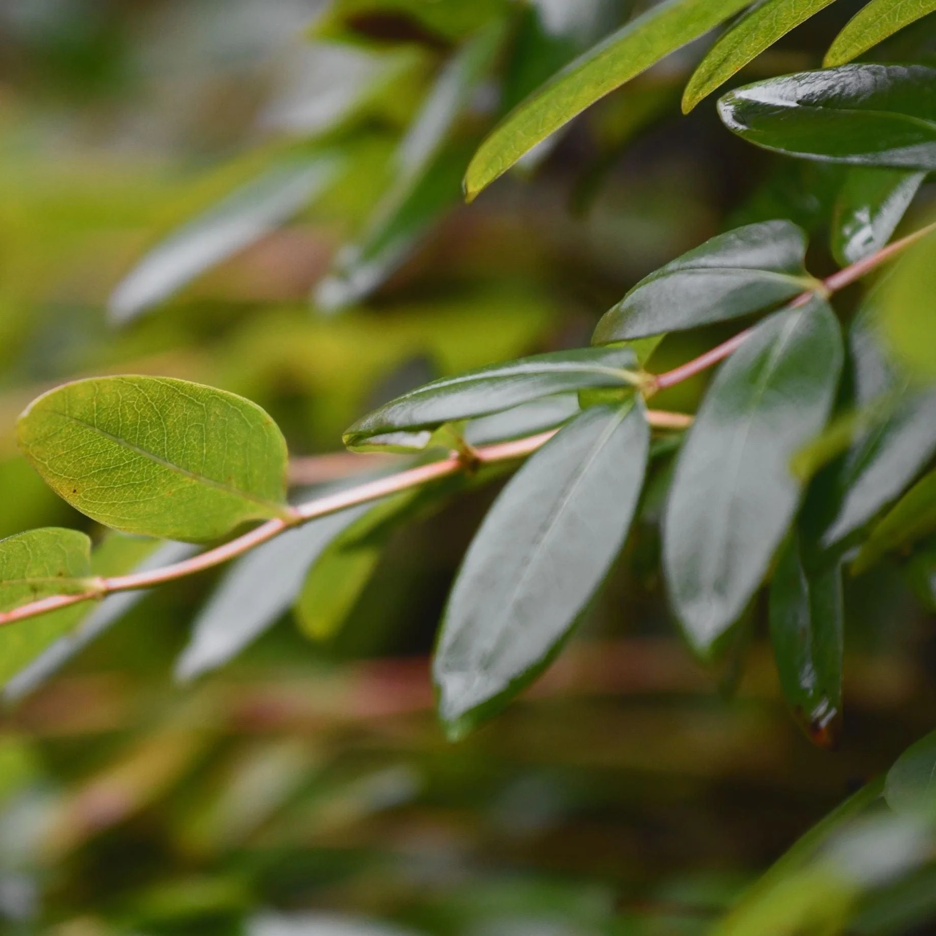 St John's Wort | Hypericum 'Hidcote' - Image 3