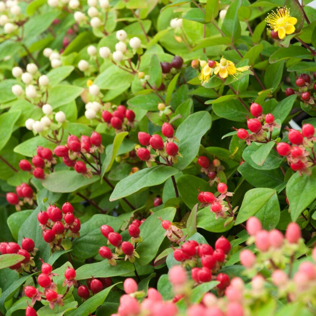 St John's Wort Hedging | Hypericum inodorum - Image 2