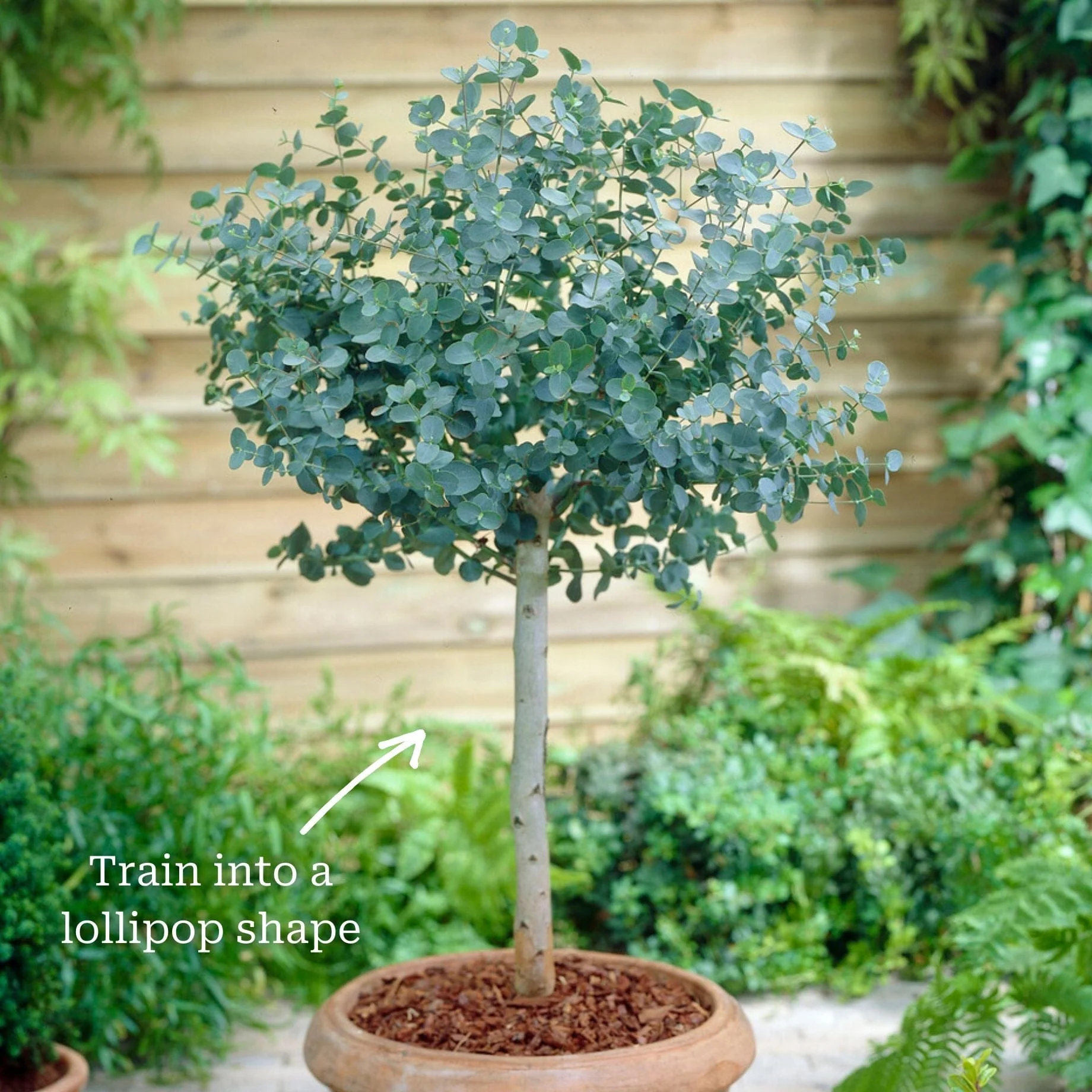 Standard Eucalyptus Tree | Eucalyptus gunnii - Image 4