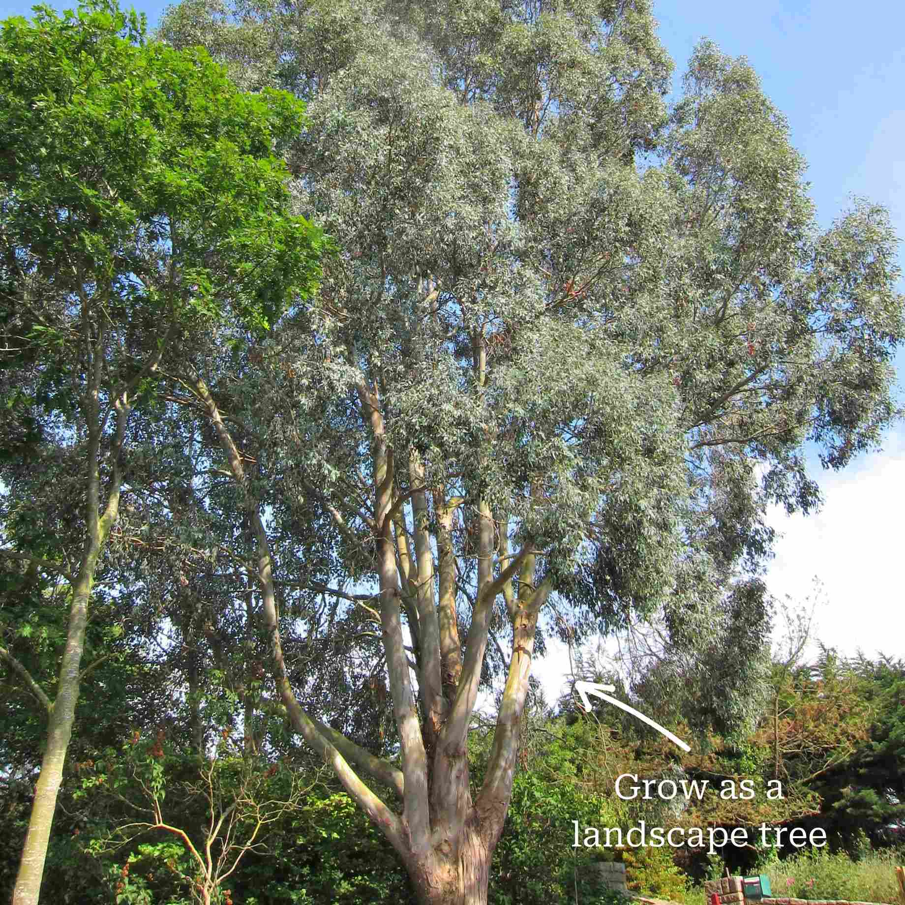 Standard Eucalyptus Tree | Eucalyptus gunnii - Image 5