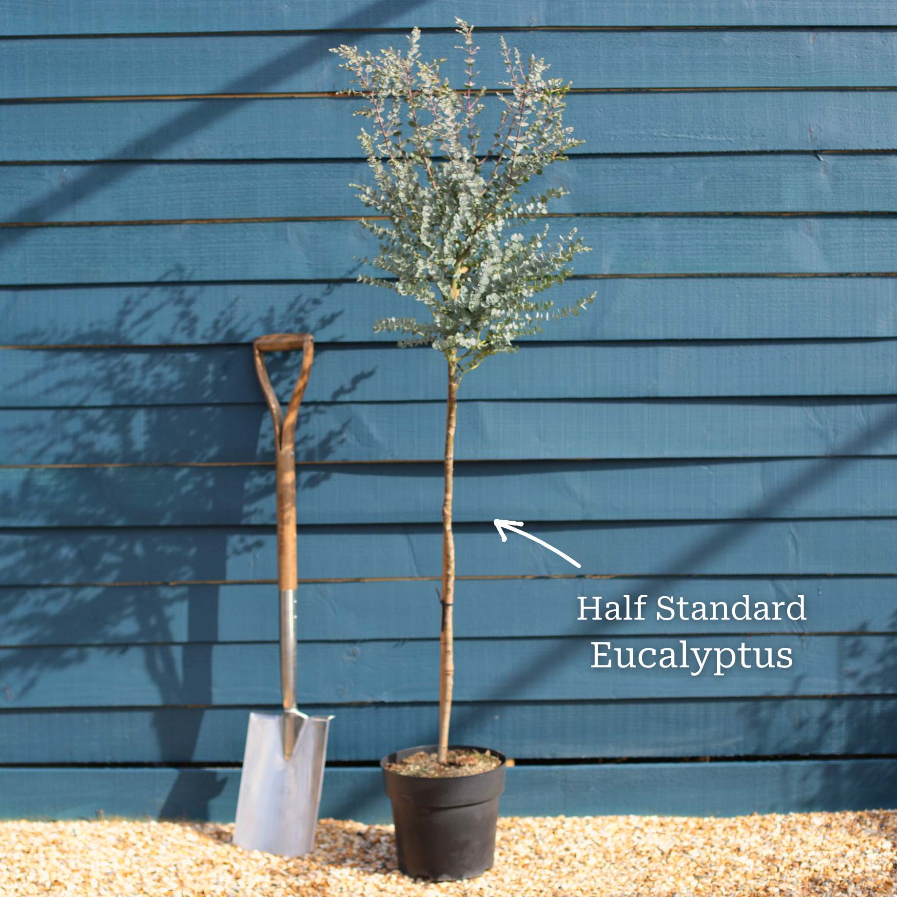 Standard Eucalyptus Tree | Eucalyptus gunnii - Image 7