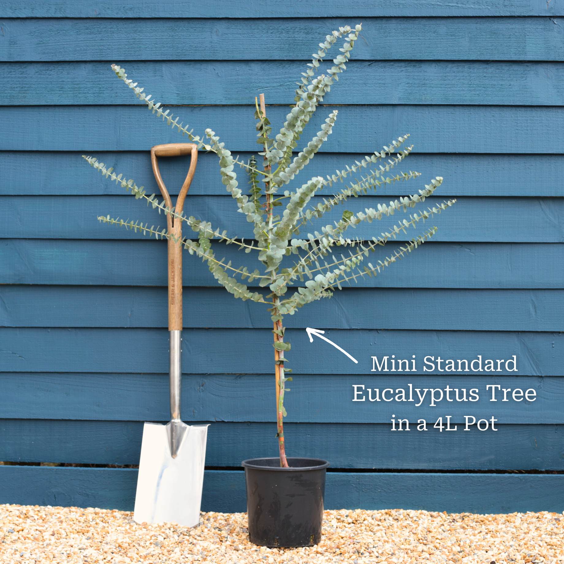 Standard Eucalyptus Tree | Eucalyptus gunnii - Image 8