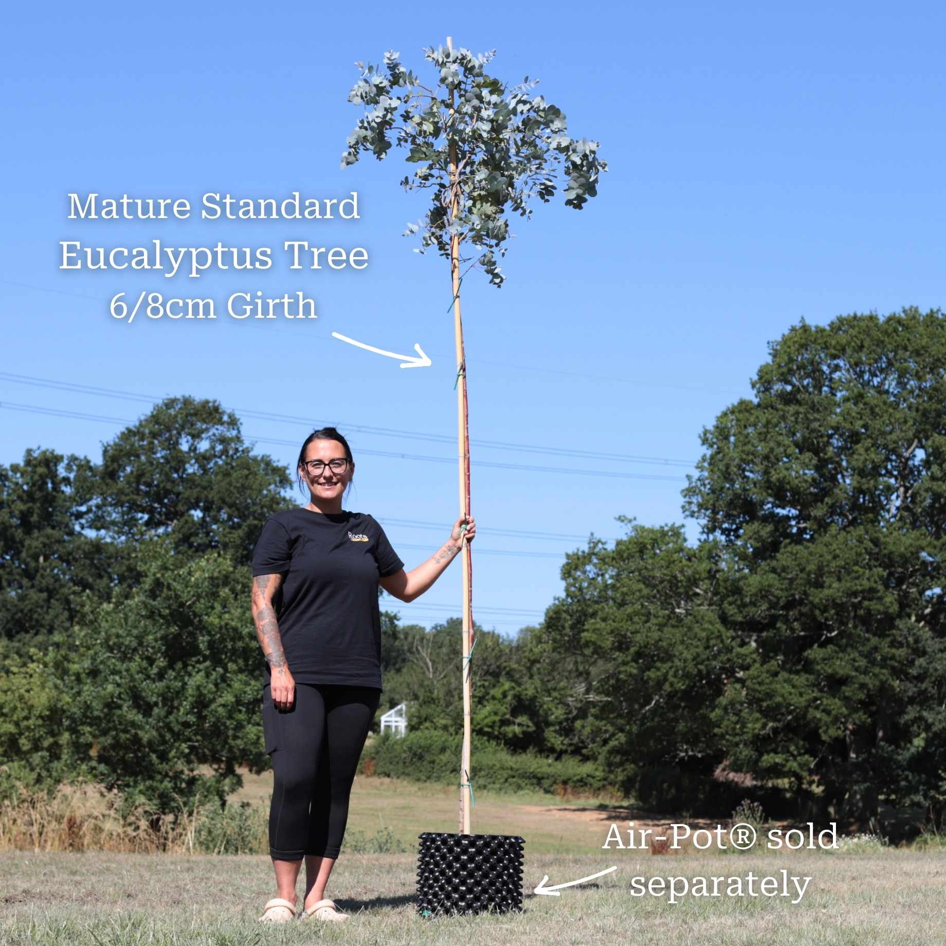 Standard Eucalyptus Tree | Eucalyptus gunnii - Image 9