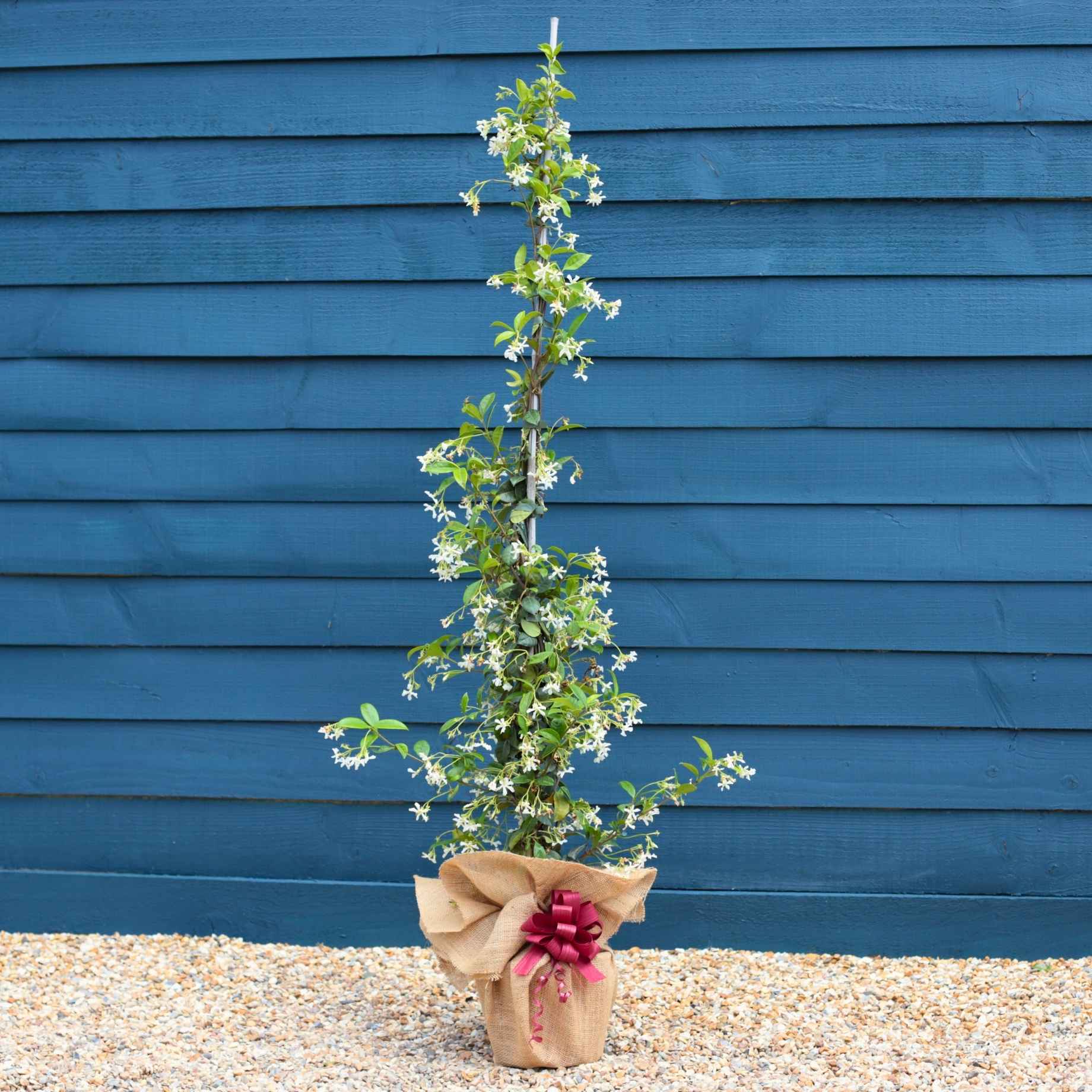 Star Jasmine Plant Gift