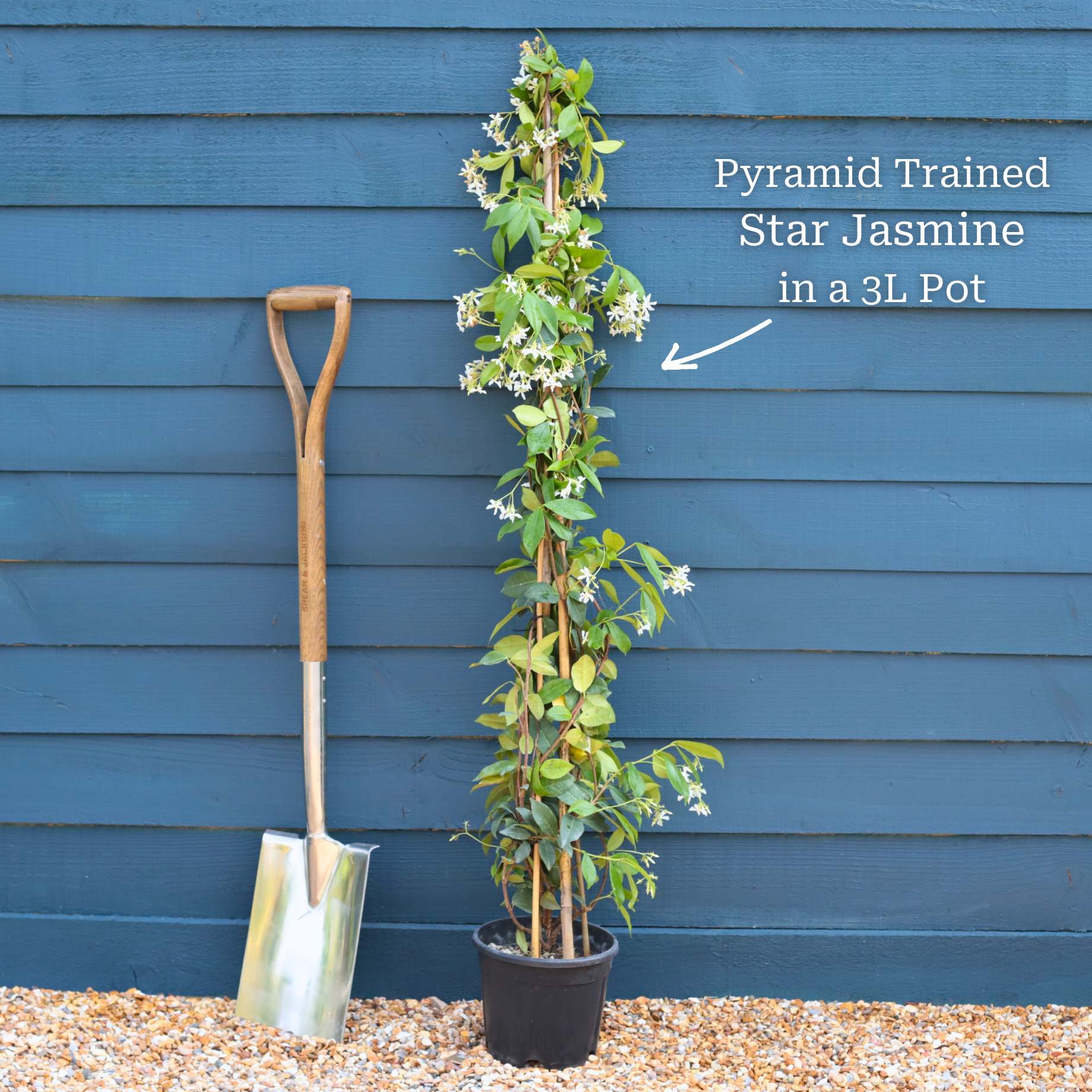 Evergreen Star Jasmine | Trachelospermum jasminoides - Image 7