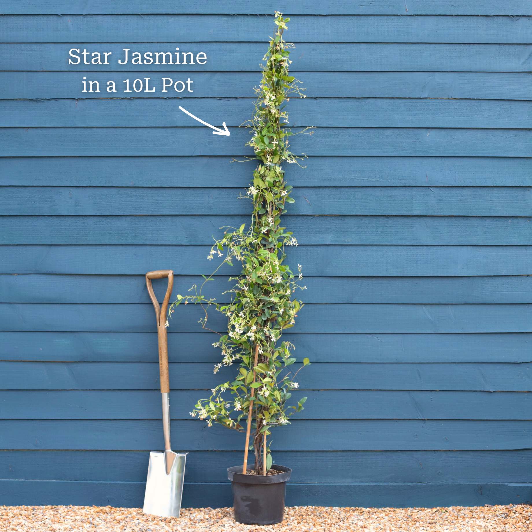 Evergreen Star Jasmine | Trachelospermum jasminoides - Image 11