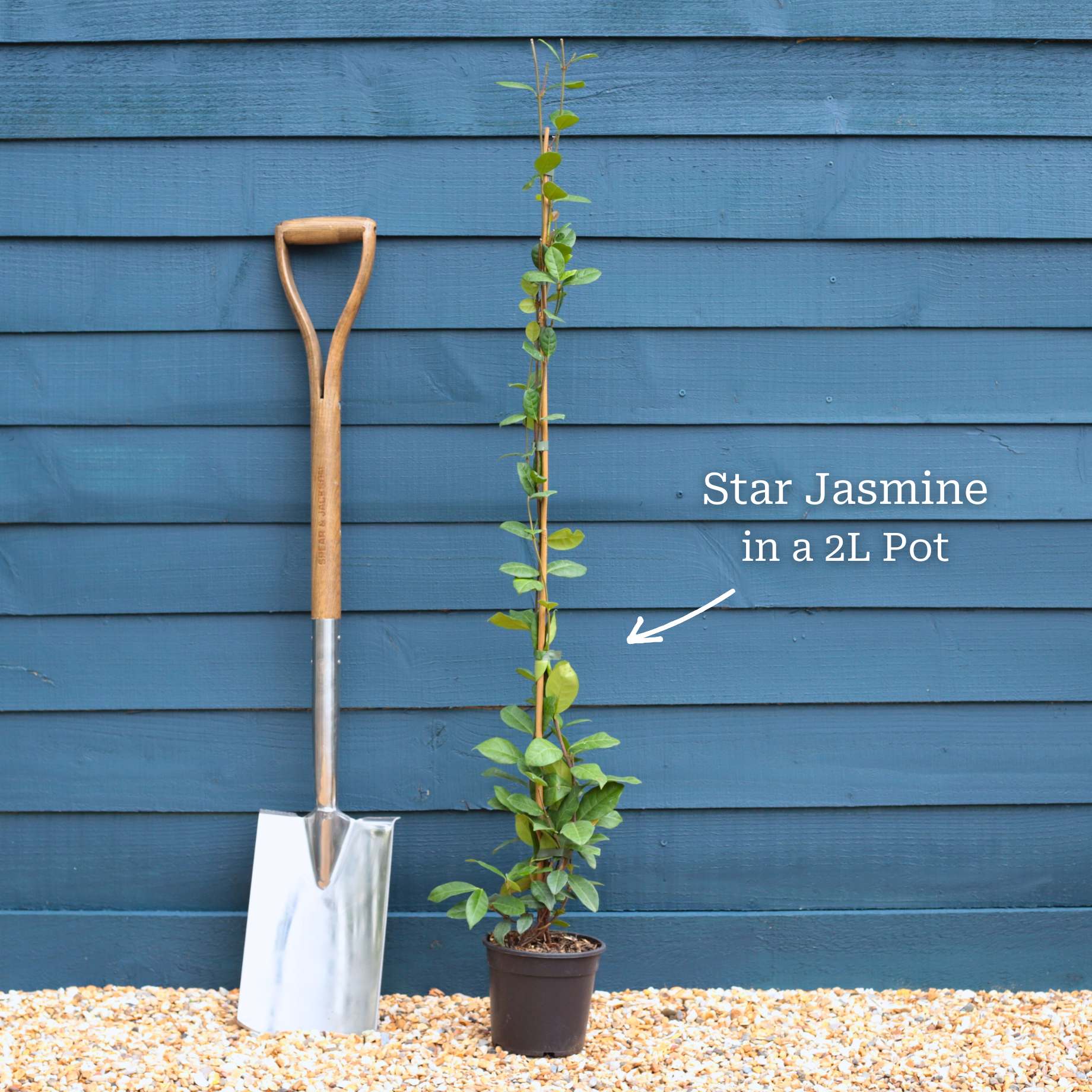 Evergreen Star Jasmine | Trachelospermum jasminoides - Image 12