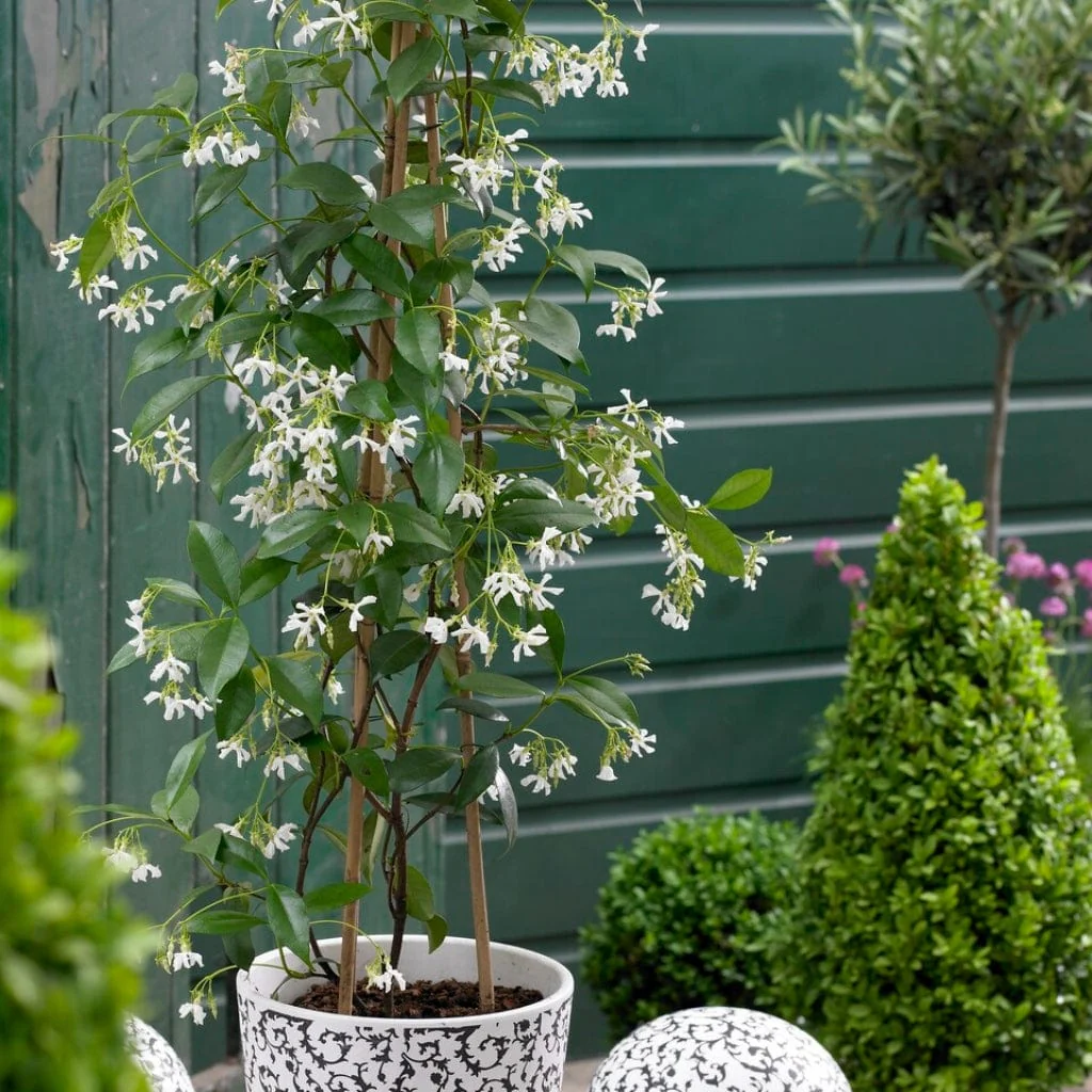 Evergreen Star Jasmine | Trachelospermum jasminoides