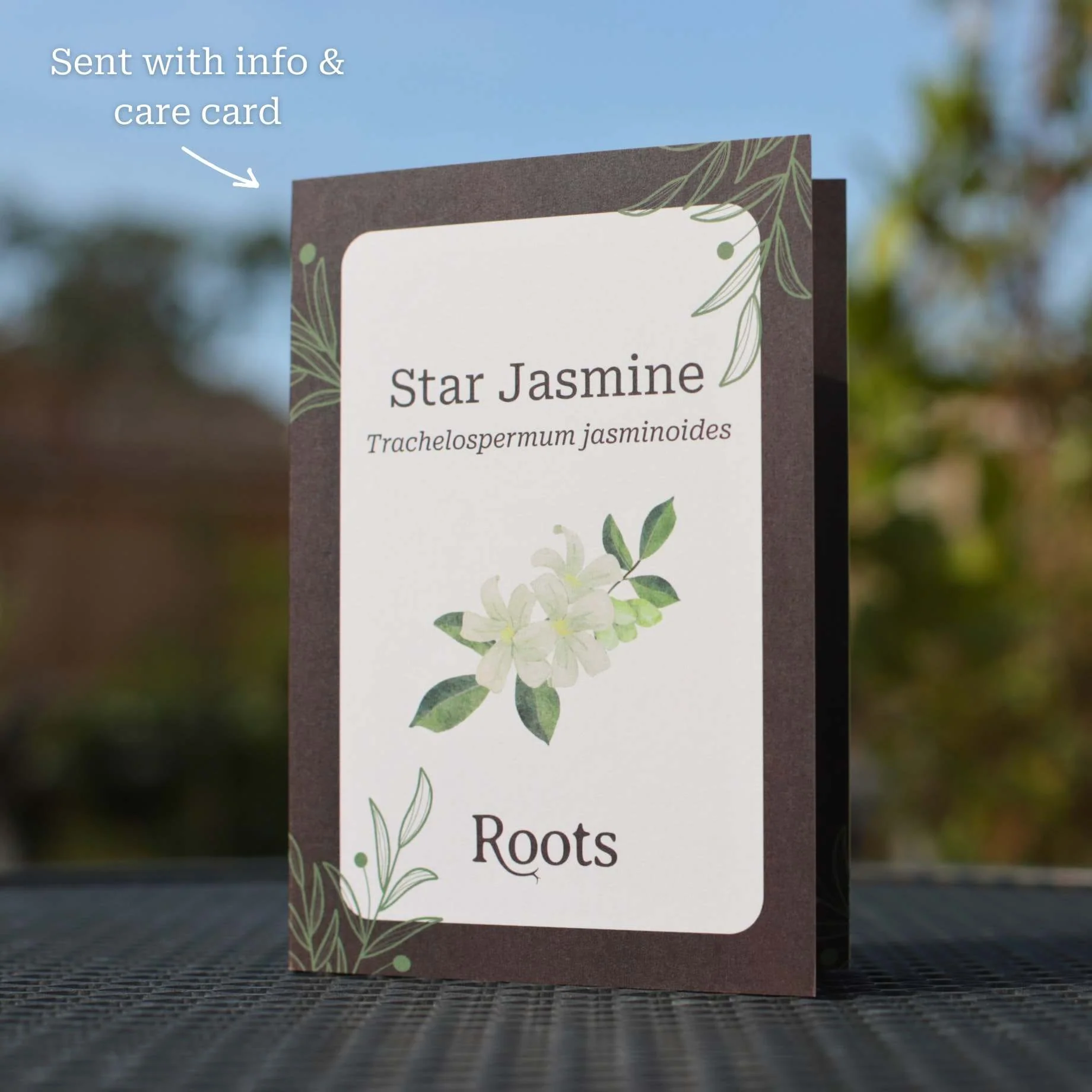 Star Jasmine Plant Gift - Image 3