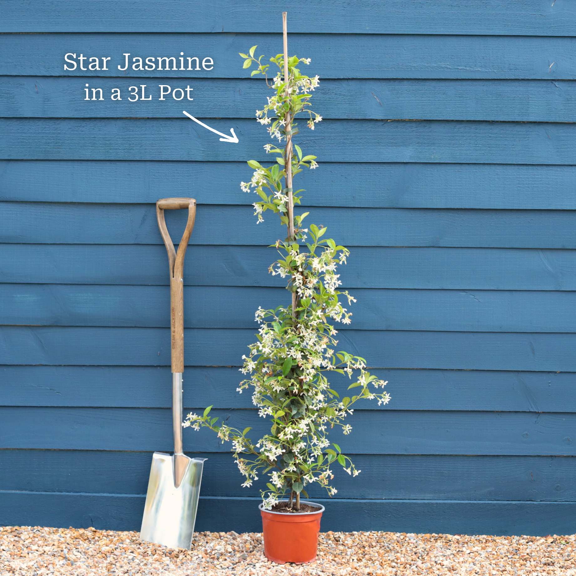 Evergreen Star Jasmine | Trachelospermum jasminoides - Image 2