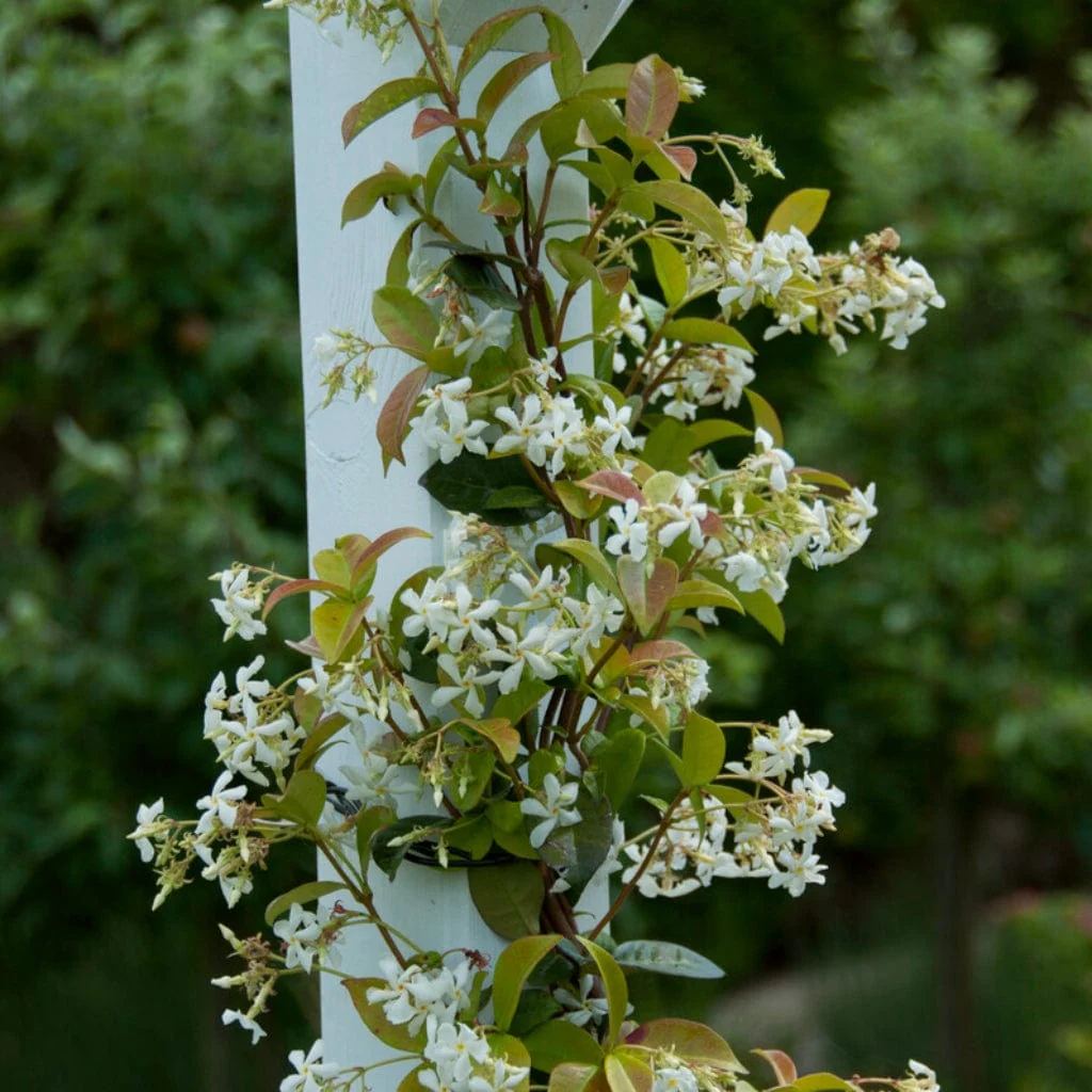 Evergreen Star Jasmine | Trachelospermum jasminoides - Image 3