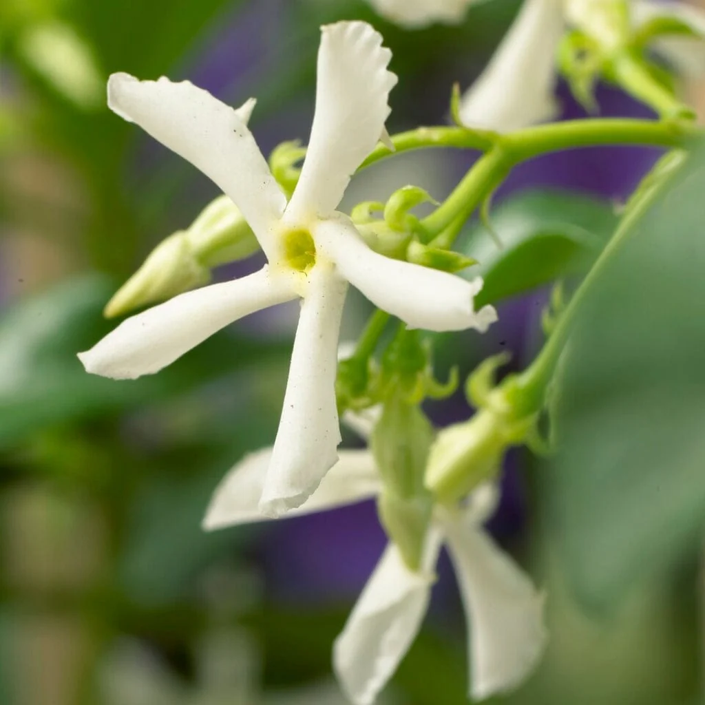Evergreen Star Jasmine | Trachelospermum jasminoides - Image 4