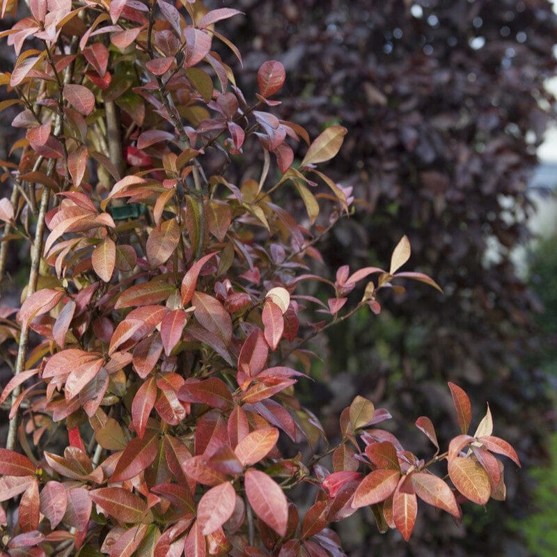 Evergreen Star Jasmine | Trachelospermum jasminoides - Image 5
