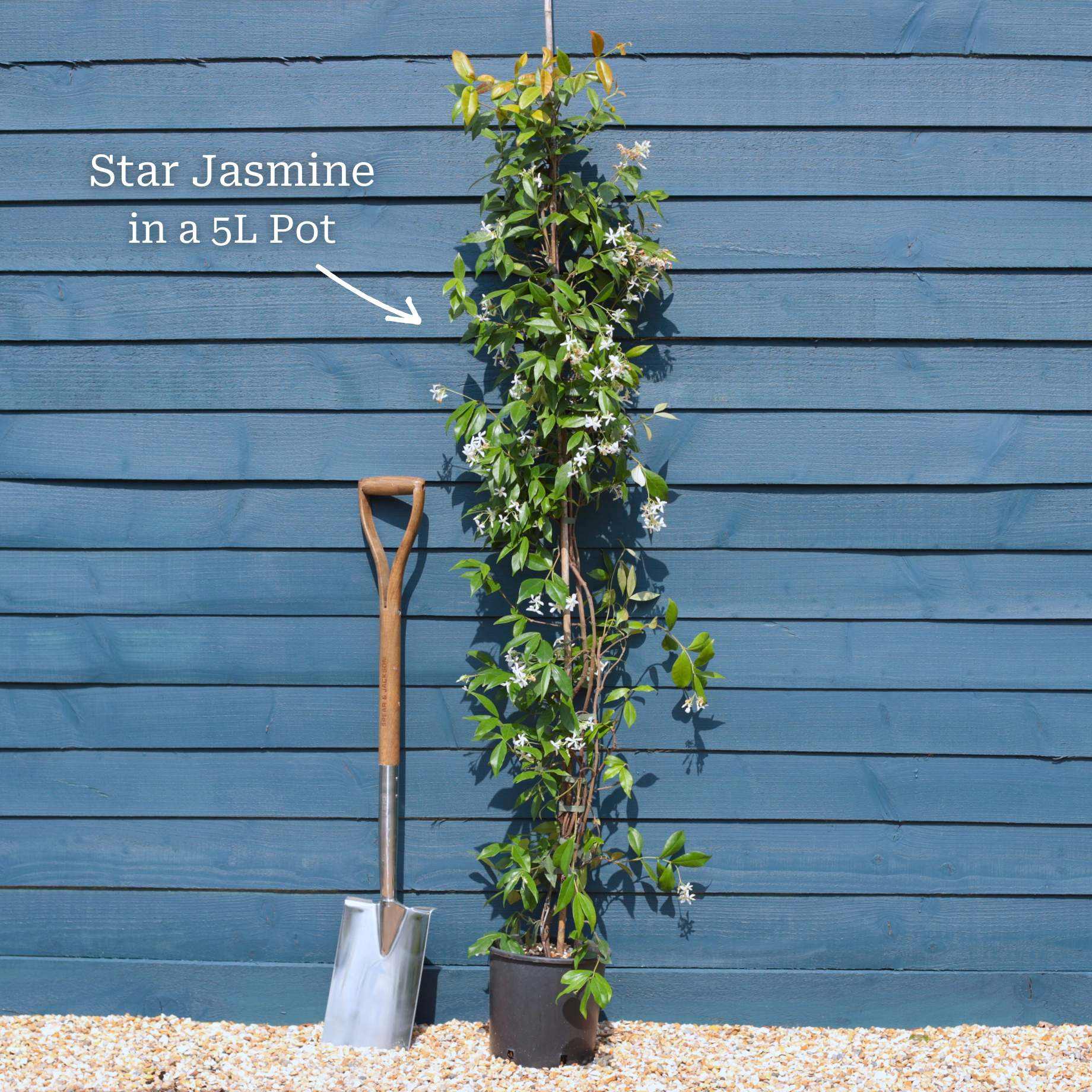 Evergreen Star Jasmine | Trachelospermum jasminoides - Image 9