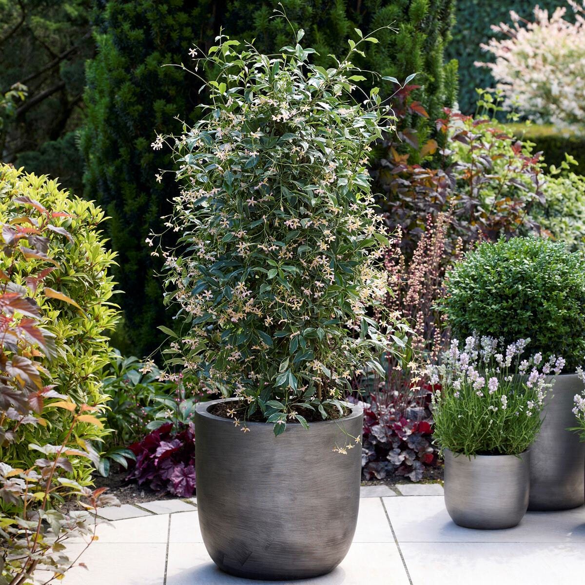 Pink Star Jasmine | Trachelospermum jasminoides 'Star of Milano'