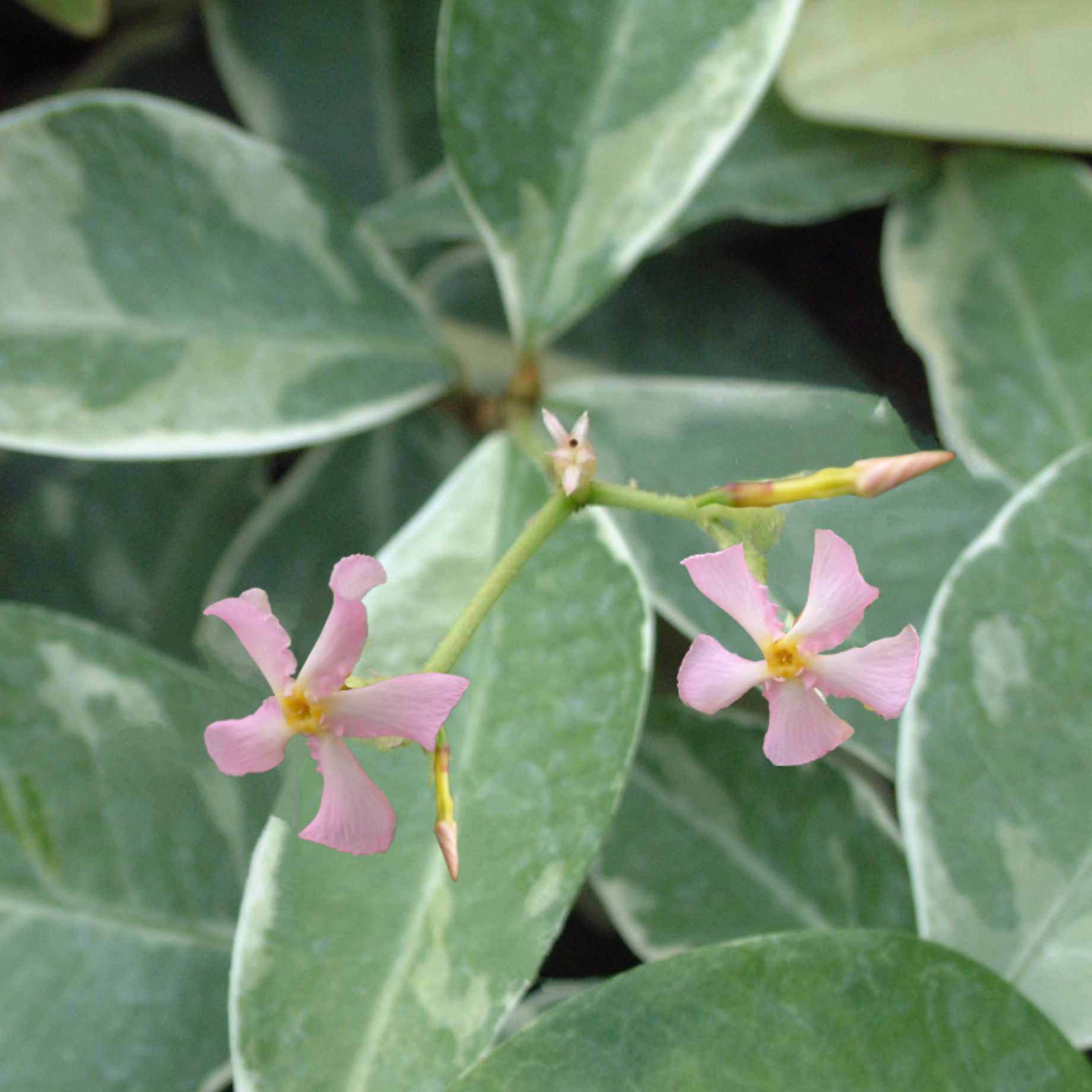 Pink Star Jasmine | Trachelospermum jasminoides 'Star of Milano' - Image 4