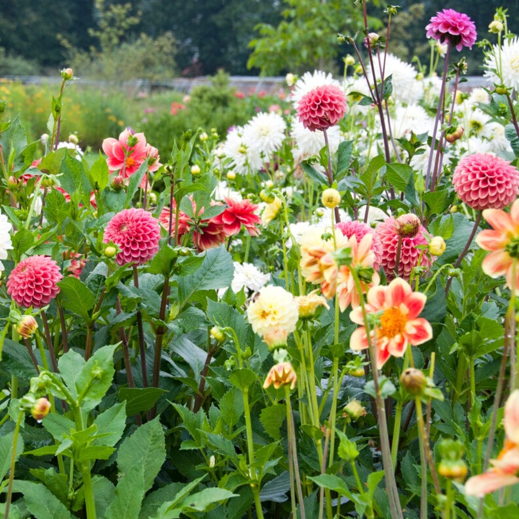 Premium Dahlia Plants Collection - Image 3