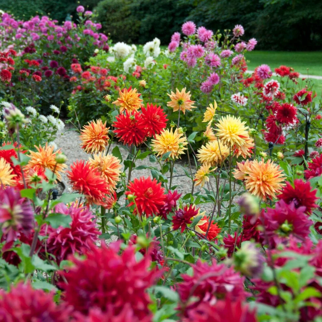 Premium Dahlia Plants Collection - Image 4