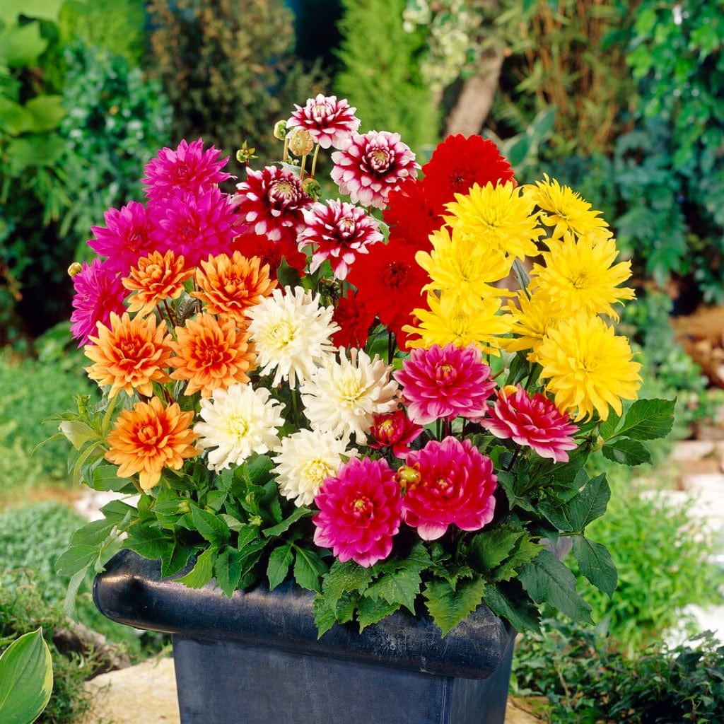 Premium Dahlia Plants Collection - Image 5