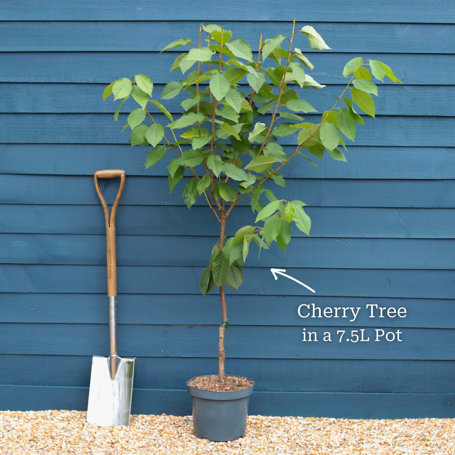 'Sunburst' Cherry Tree - Image 12