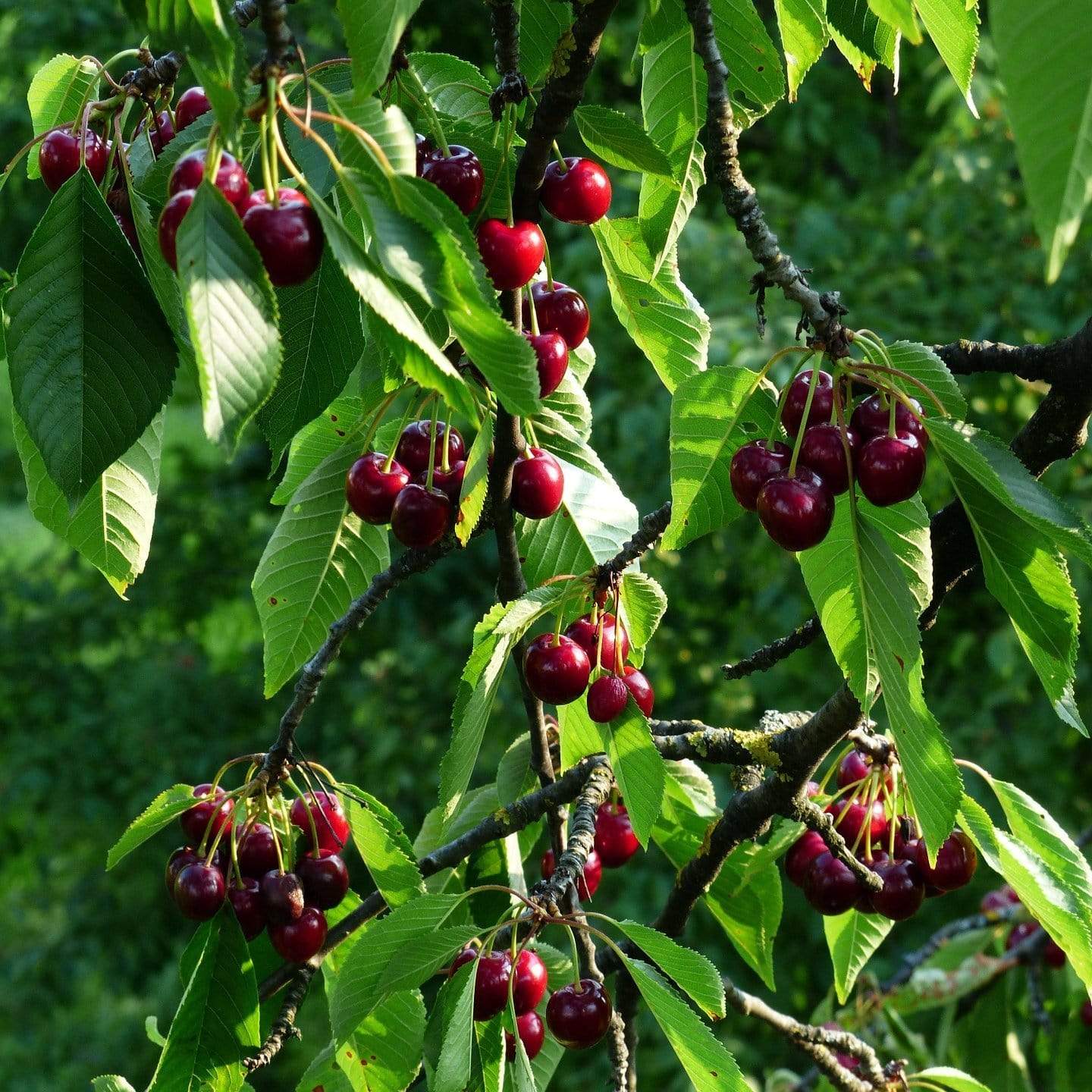 'Stella' Cherry Tree - Image 3